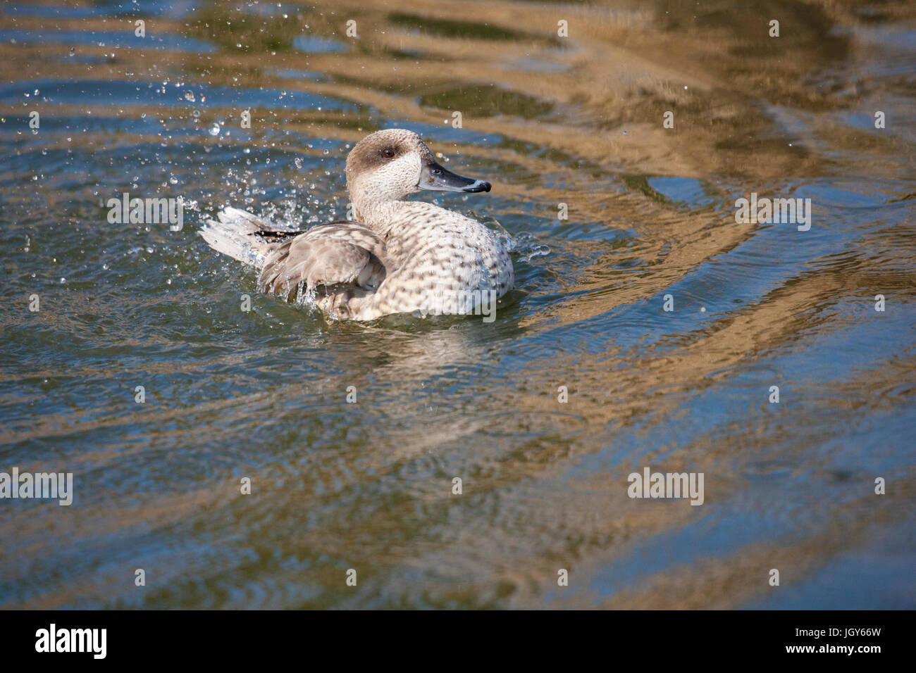 Marbled duck at London Wetland Centre. Stock Photo