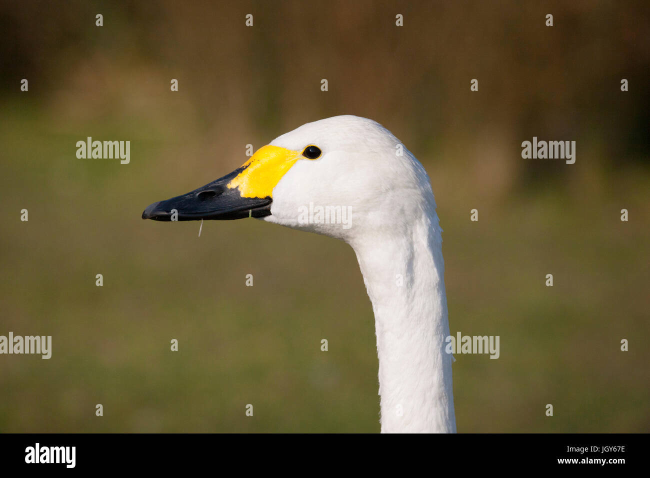 Bewick's swan side profile at London Wetland Centre Stock Photo