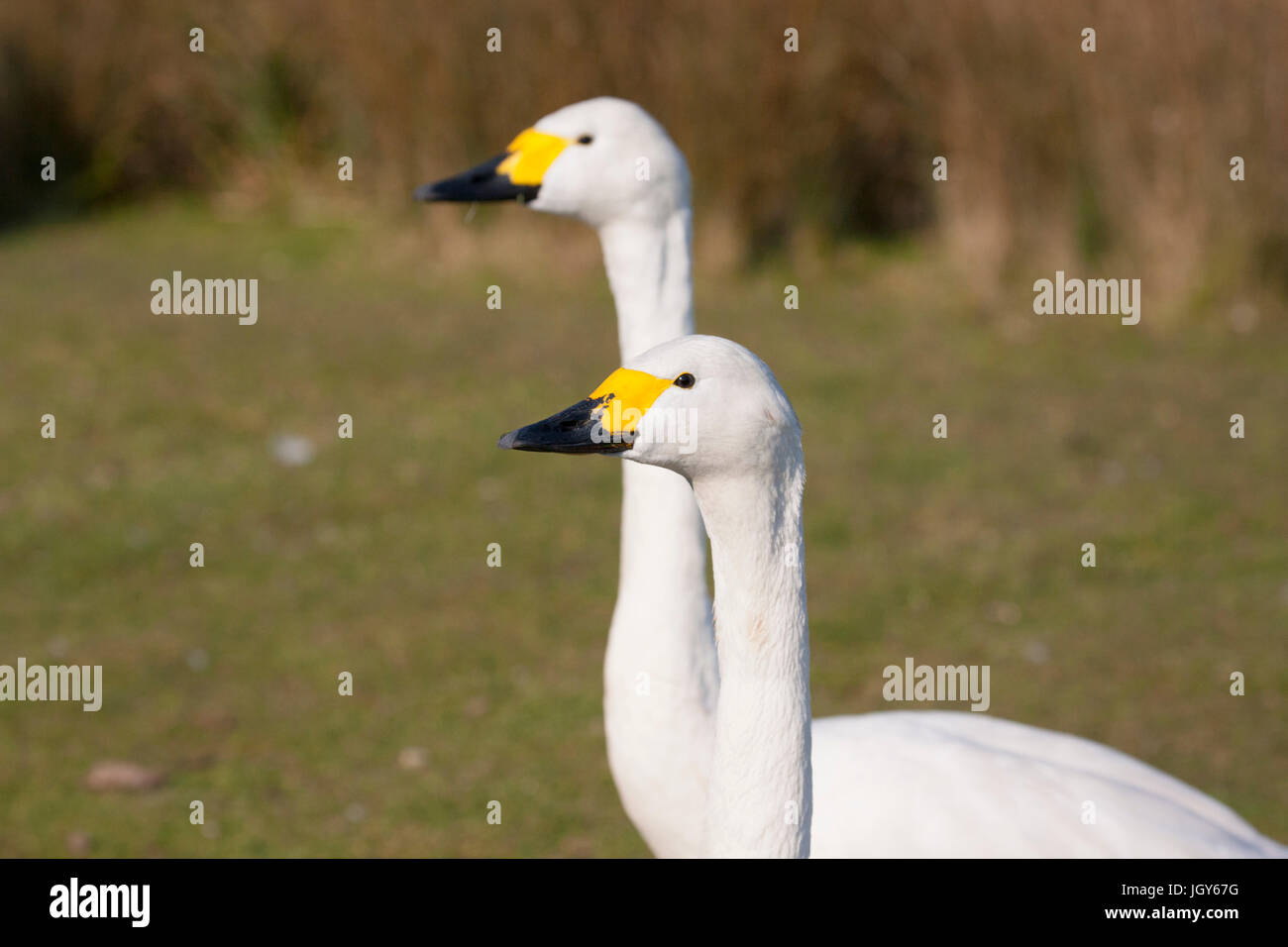Pair of Bewick's swans at London Wetland Centre Stock Photo