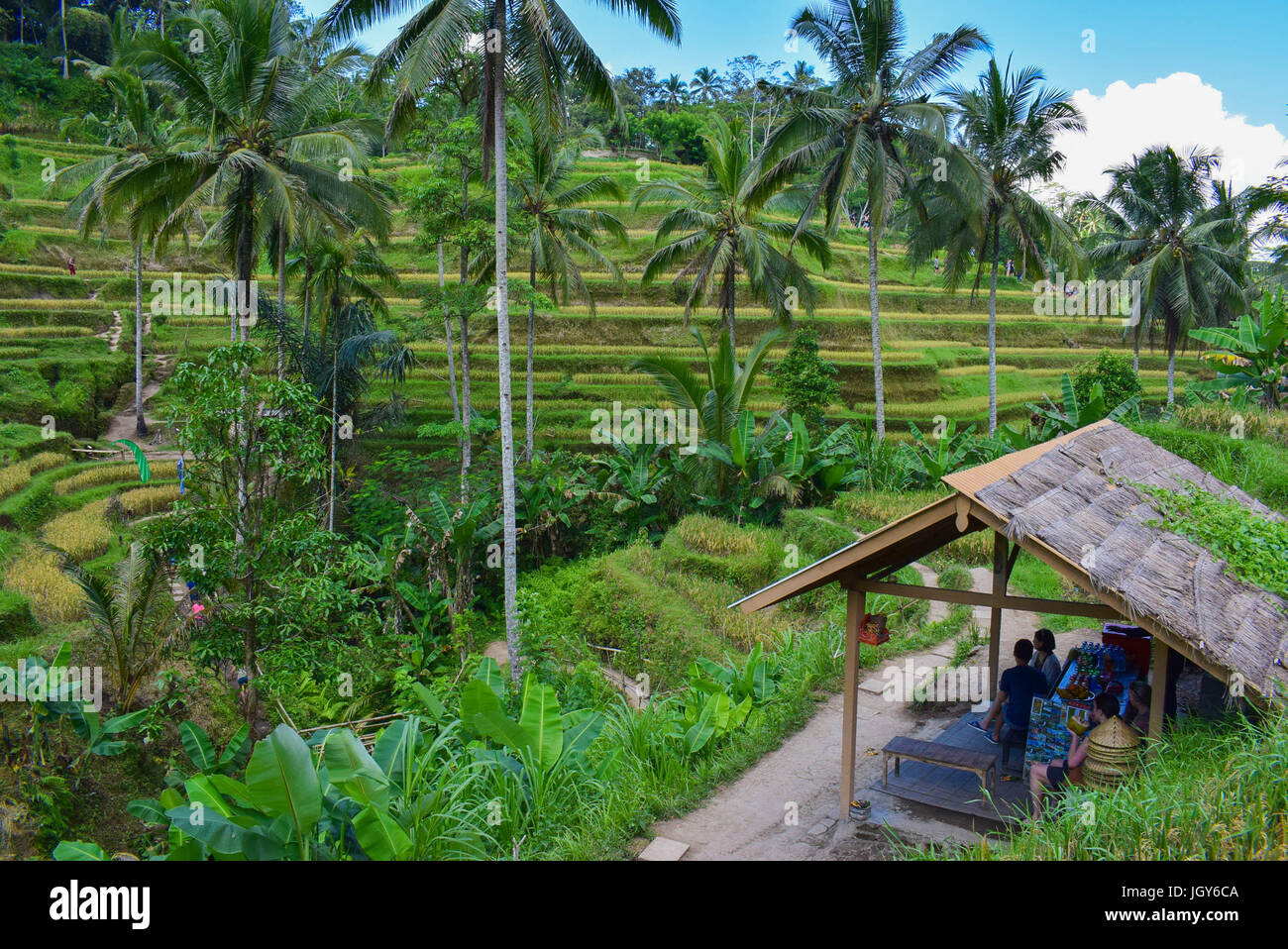An Indonesian rice field with a little shop Stock Photo