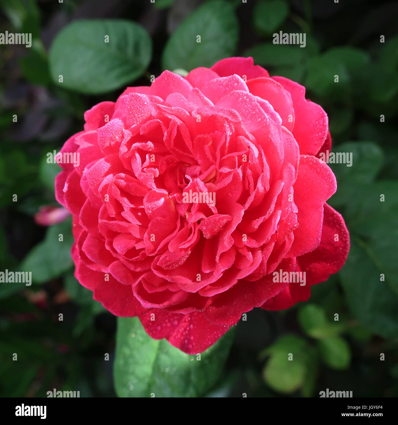 Old rose hybrid hi-res stock photography and images - Alamy