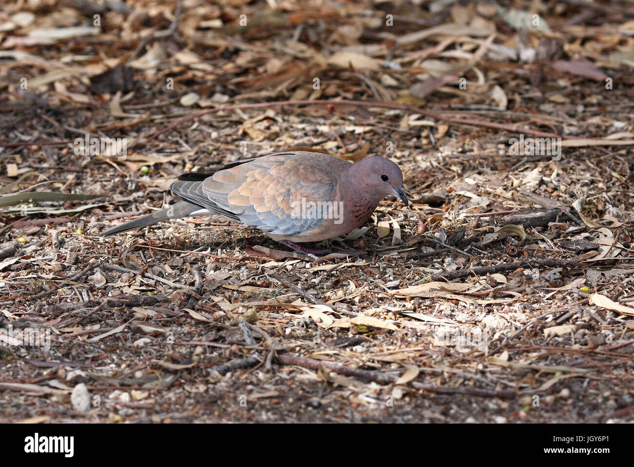 A Laughing Dove (Spilopelia s. senegalensis) looking for seeds on the ground in Perth in Western Australia Stock Photo
