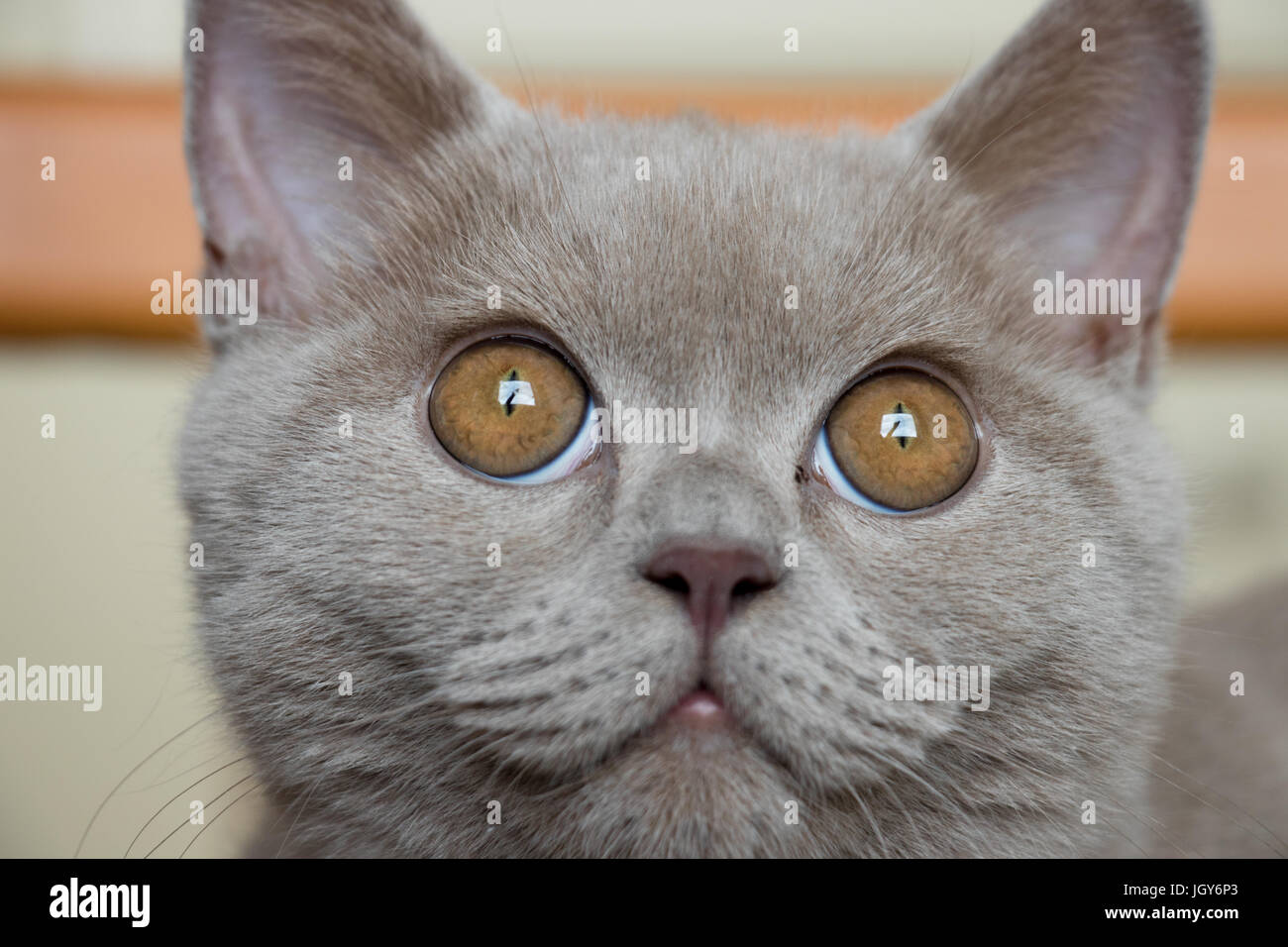 Lilac British Shorthair Kitten Stock Photos Lilac British