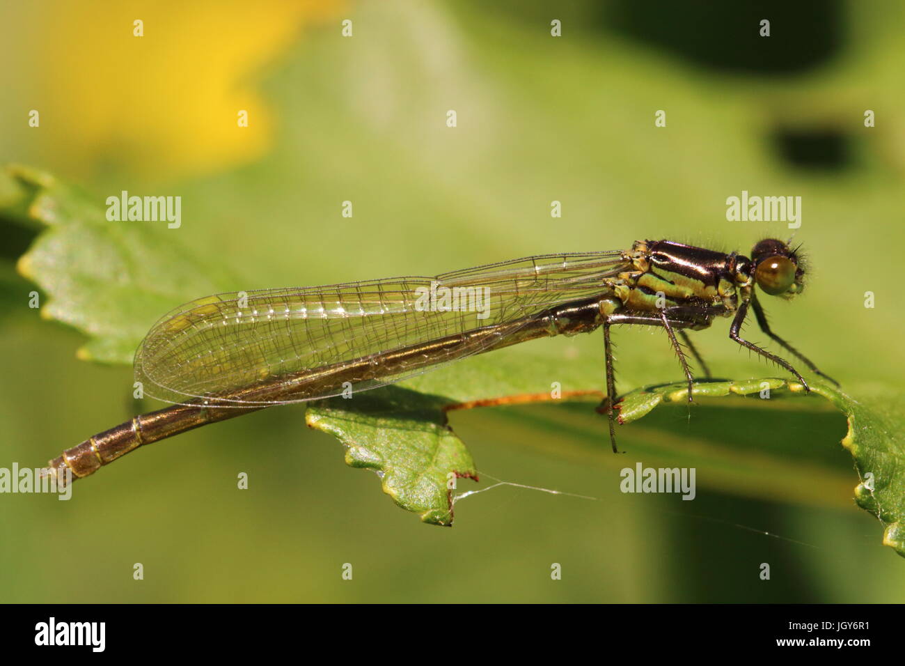 Teneral Female Red-eyed Damselfly Stock Photo - Alamy
