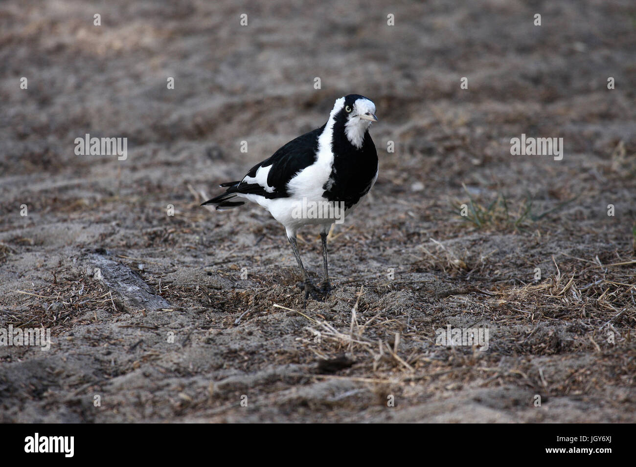 A female Magpie-Lark (Grallina cyanoleuca) perched on an area of dry ground in Perth in Western Australia Stock Photo