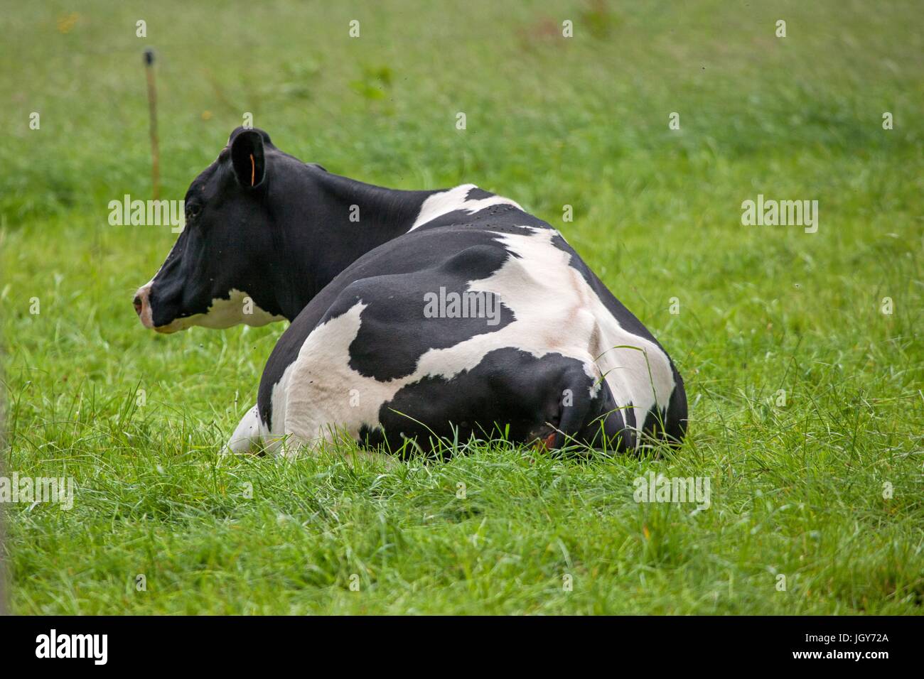 élevage Stock Photos élevage Stock Images Page 2 Alamy