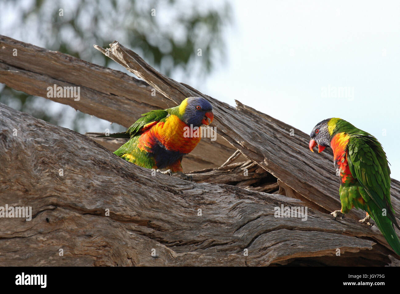 A pair of Rainbow Lorikeets (Trichoglossus moluccanus) on a dead tree branch in a park in Perth oin Western Australia Stock Photo