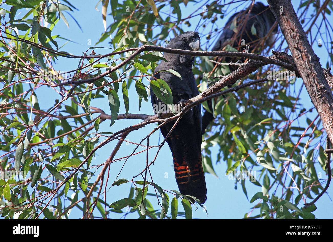A Redtailed Black Cockatoo (Calyptorhynchus banksii naso) in a Eucalyptus tree in Dwellingup in