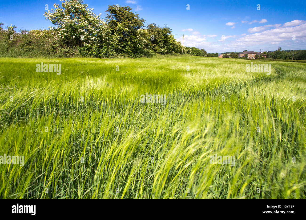 Windy Barley Field, Wakefield Stock Photo