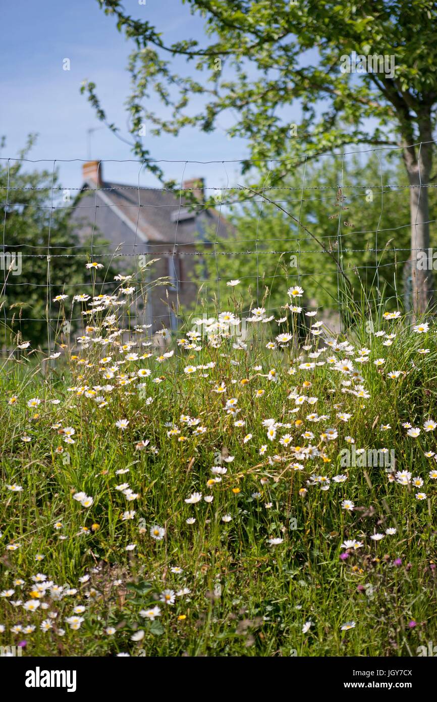 France, Région Normandie (ancienne Basse Normandie), Manche, Savigny, fleurs des champs, marguerites Photo Gilles Targat Stock Photo
