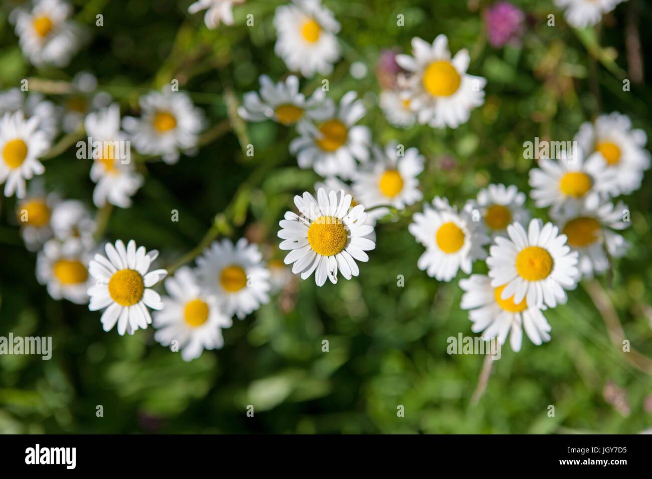 France, Région Normandie (ancienne Basse Normandie), Manche, Savigny, fleurs des champs, marguerites Photo Gilles Targat Stock Photo