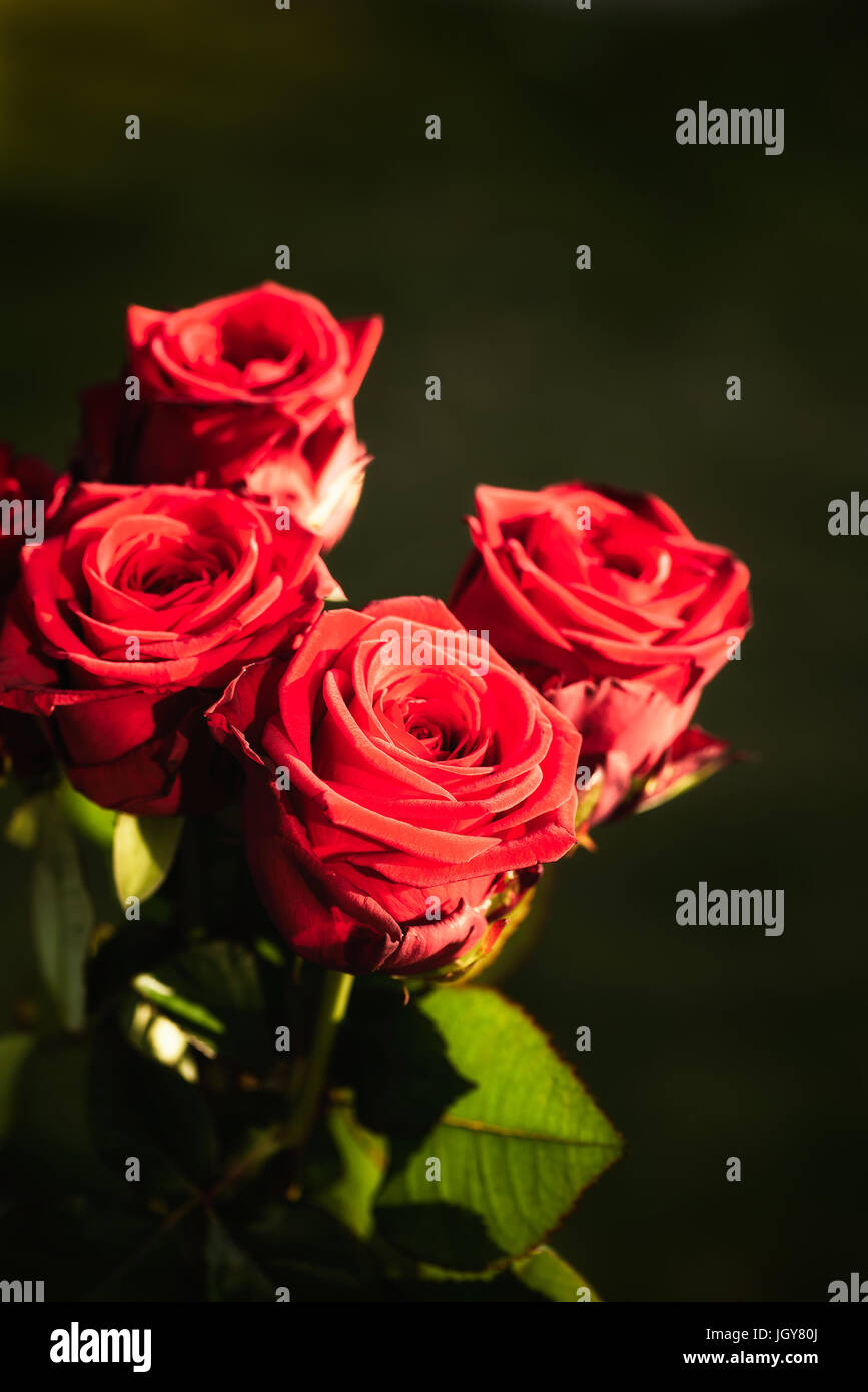 Red roses in the sunlight Stock Photo Alamy