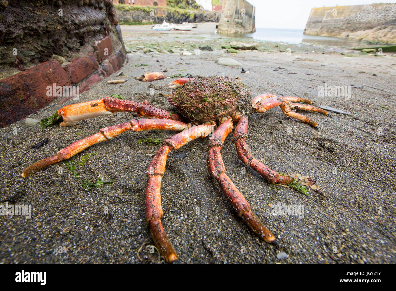 A spider Crab washed ashore in Porthgain harbour, Pembrokeshire, Wales, UK. Stock Photo