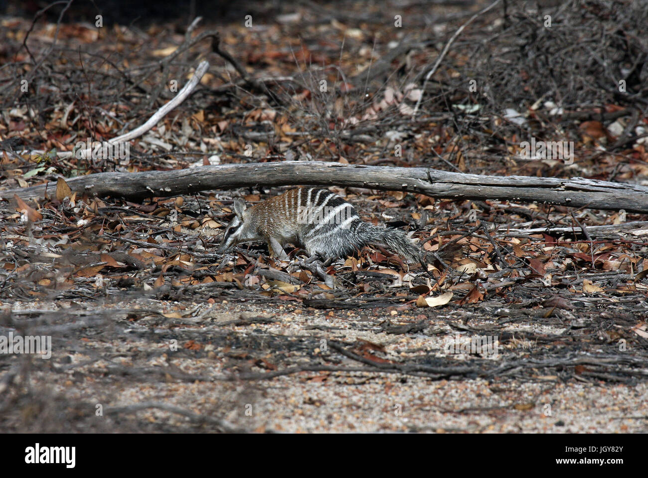 A Numbat or Banded Anteater (Myrmecobius fasciatus) looking for ants in Dryandra Woodlands in Western Australia Stock Photo