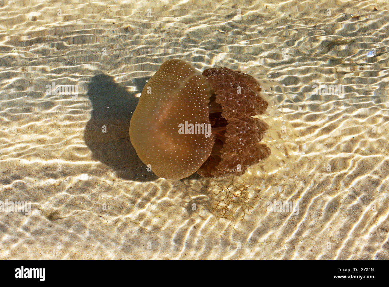 An Australian Spotted Jellyfish (Phyllorhiza punctata) in the shallow waters of Swan River near Perth in Western Australia Stock Photo