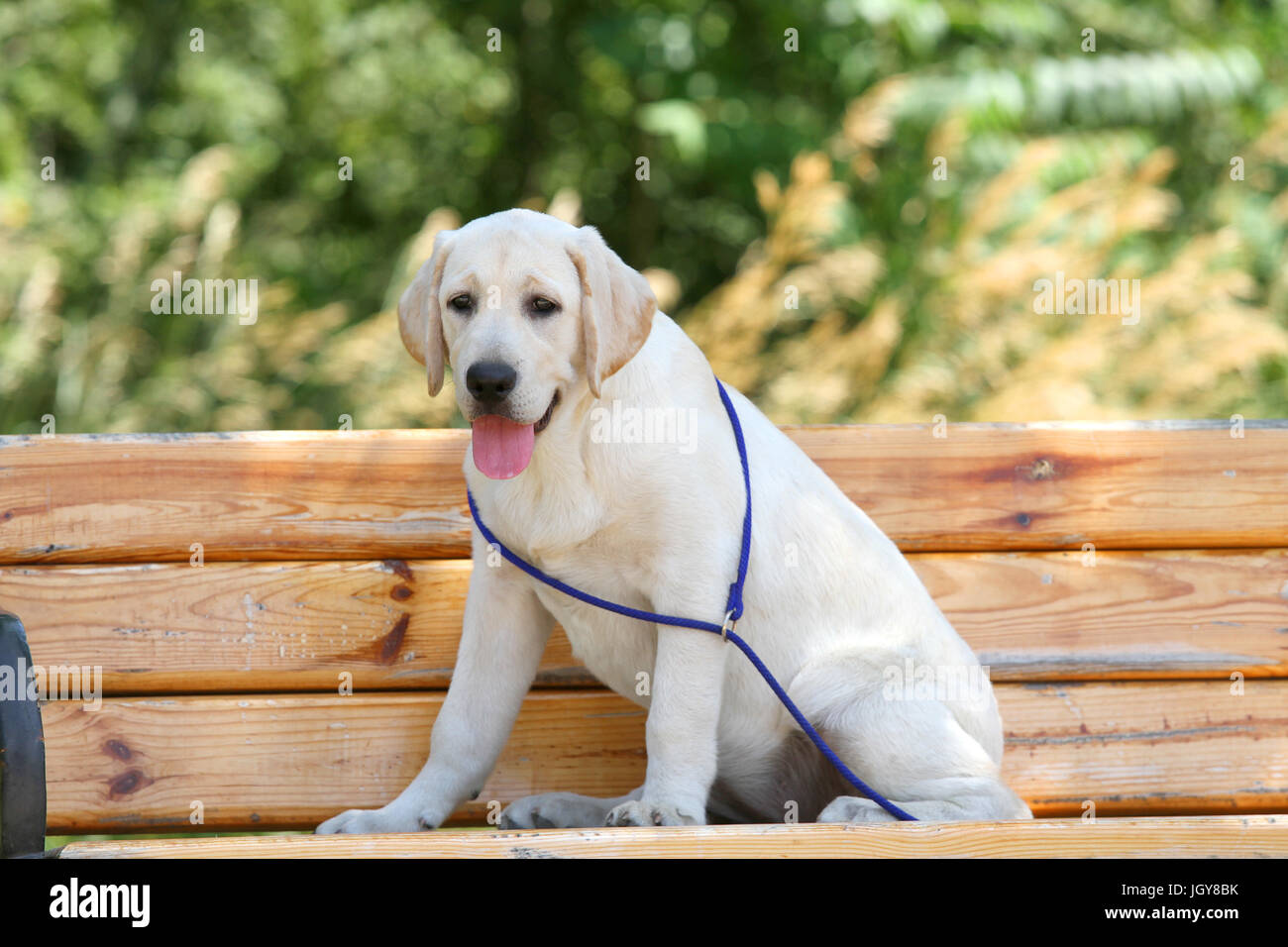 little yellow labrador puppy sitting in the park Stock Photo - Alamy