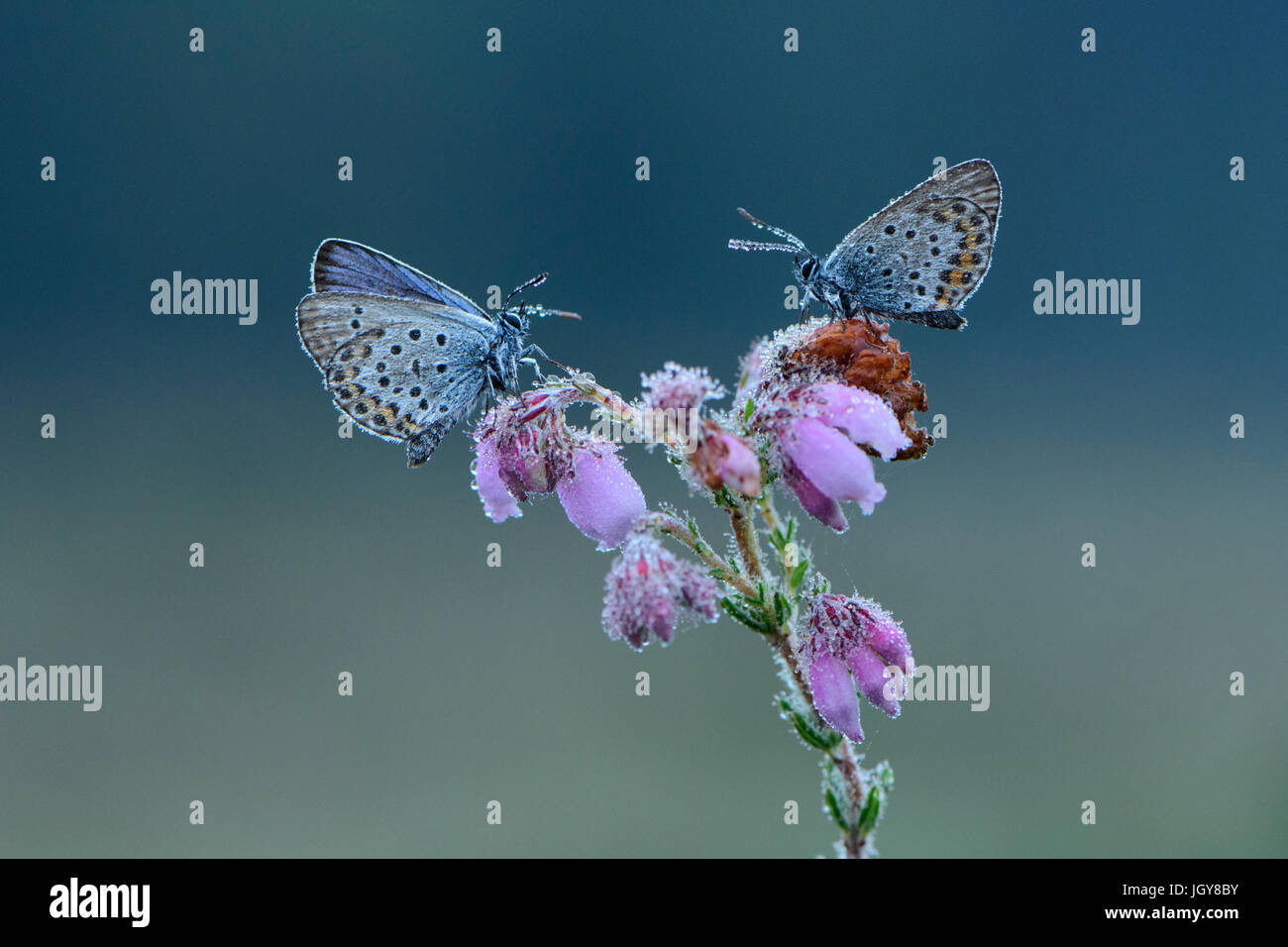 Two Silver-studded blue butterflies on Cross-leaved Heath flowers, covered in morning dew Stock Photo