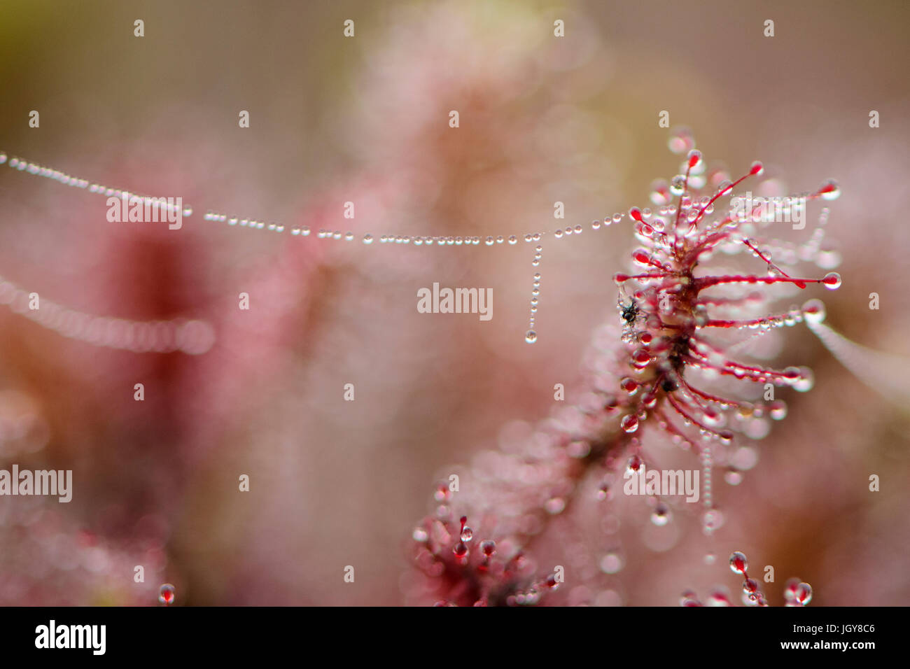 Oblong leaved sundew with spider threads and dew droplets Stock Photo