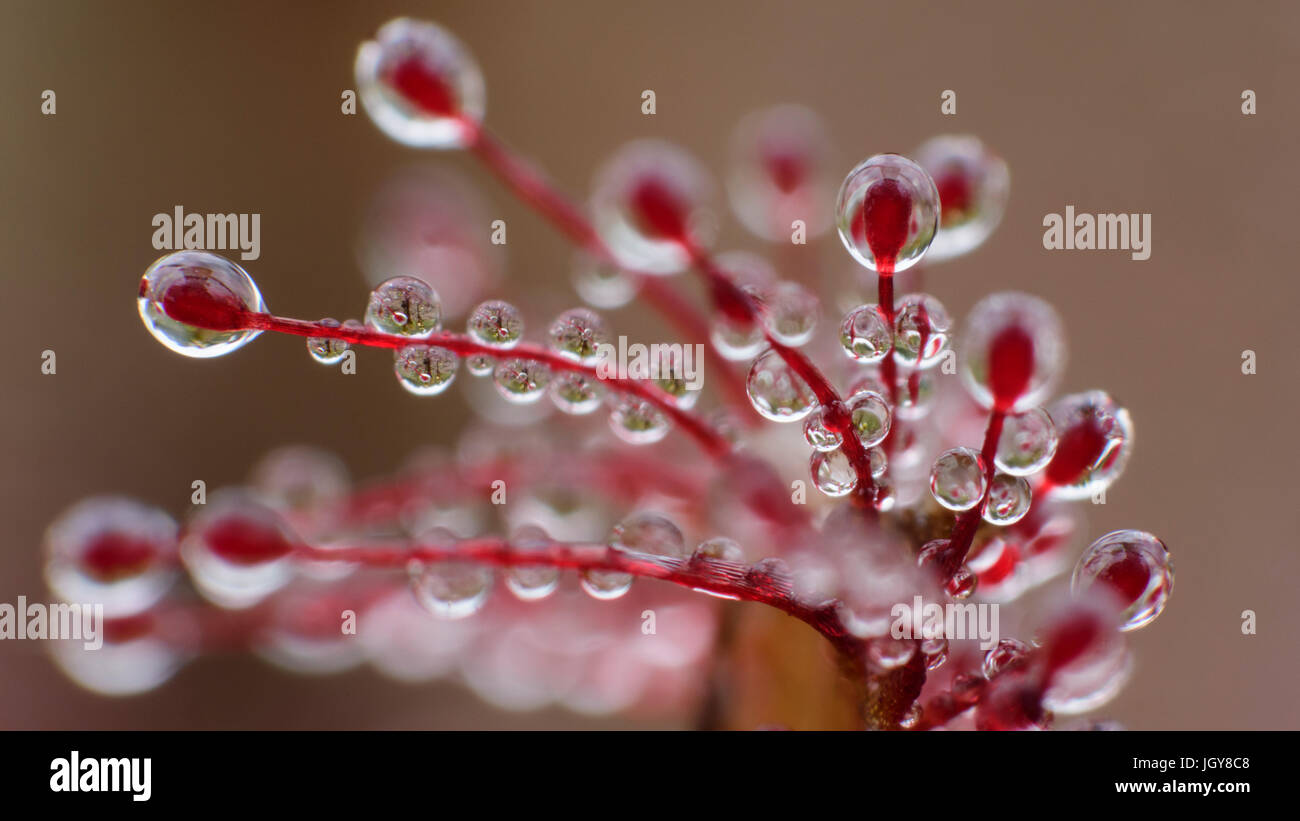Close-up image of the tentacles on the leave of the Oblong-leaved sundew, topped with sticky secretions, that cover their laminae, to attract and ensnare insects  to digest them Stock Photo