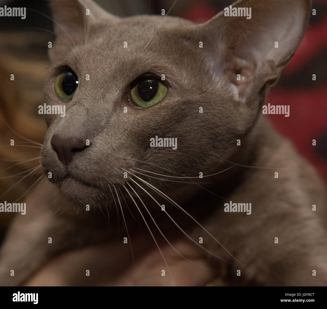lilac oriental shorthair