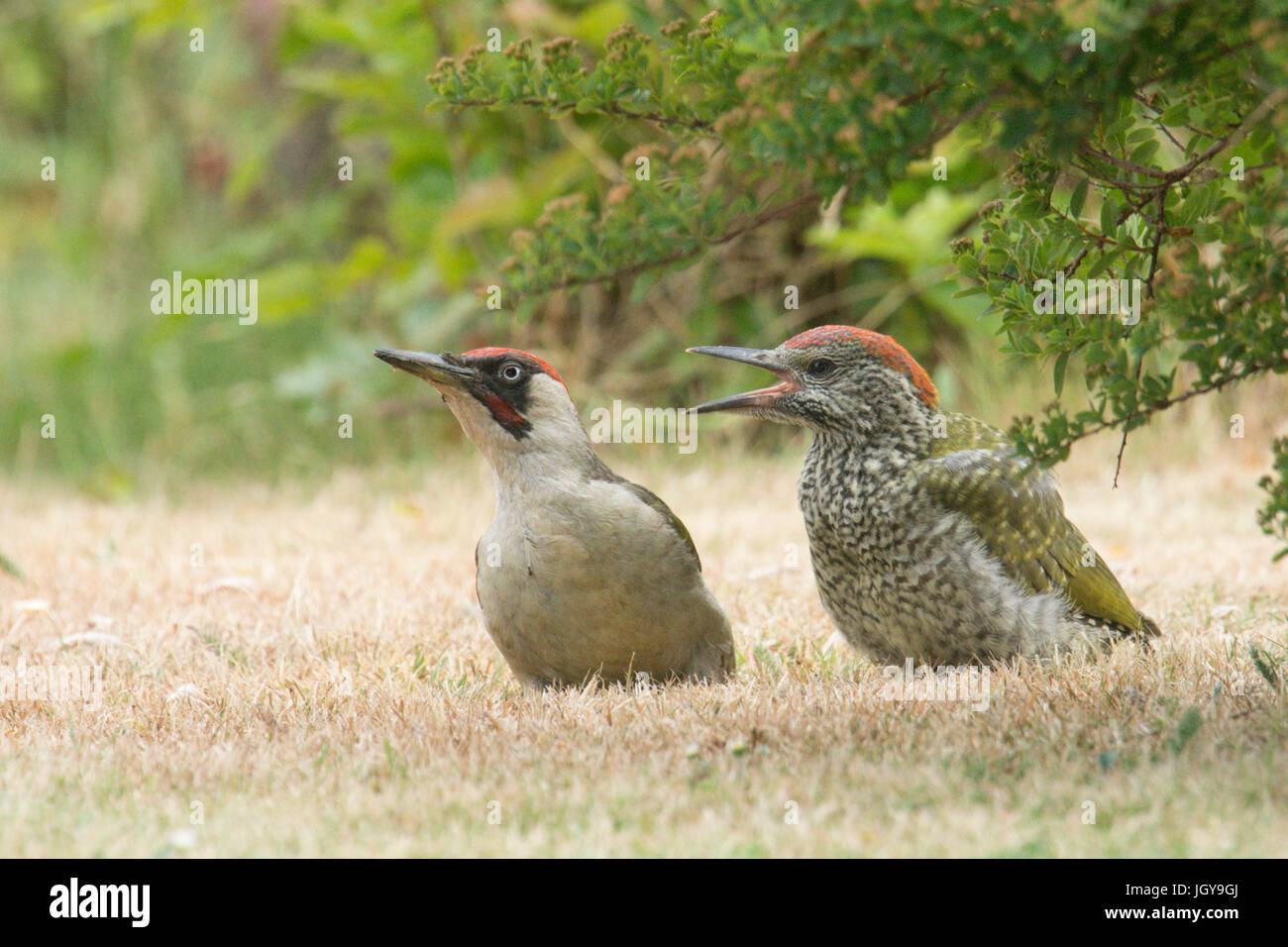 Green woodpecker, Picus viridis. juvenile with its parent which is feeding it on insects found in front garden. Sussex, June Stock Photo