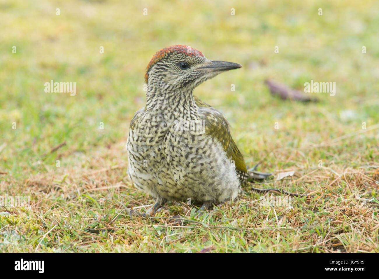 Juvenile green woodpecker uk hi-res stock photography and images - Alamy