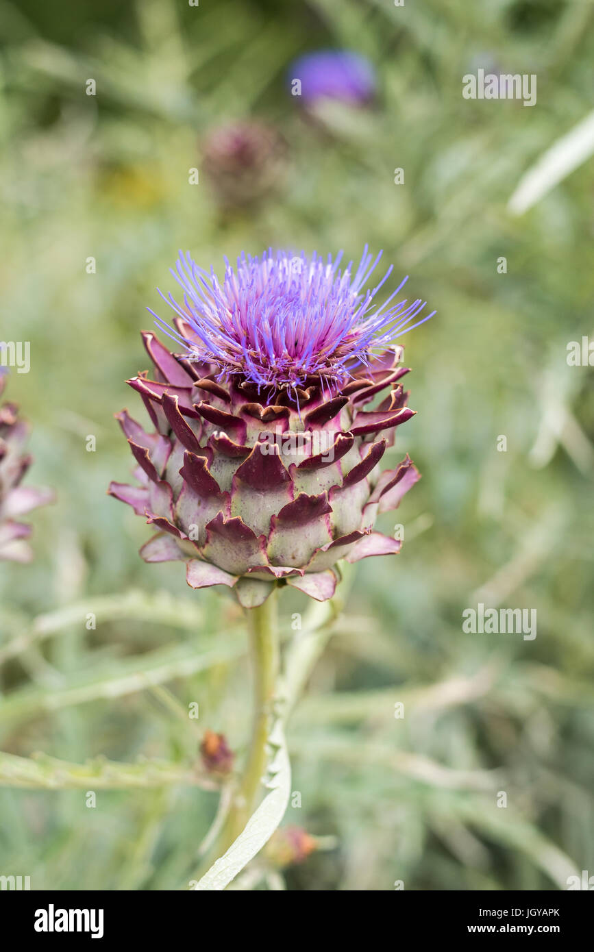 Purple artichoke flower in the garden isolated on a green background ...