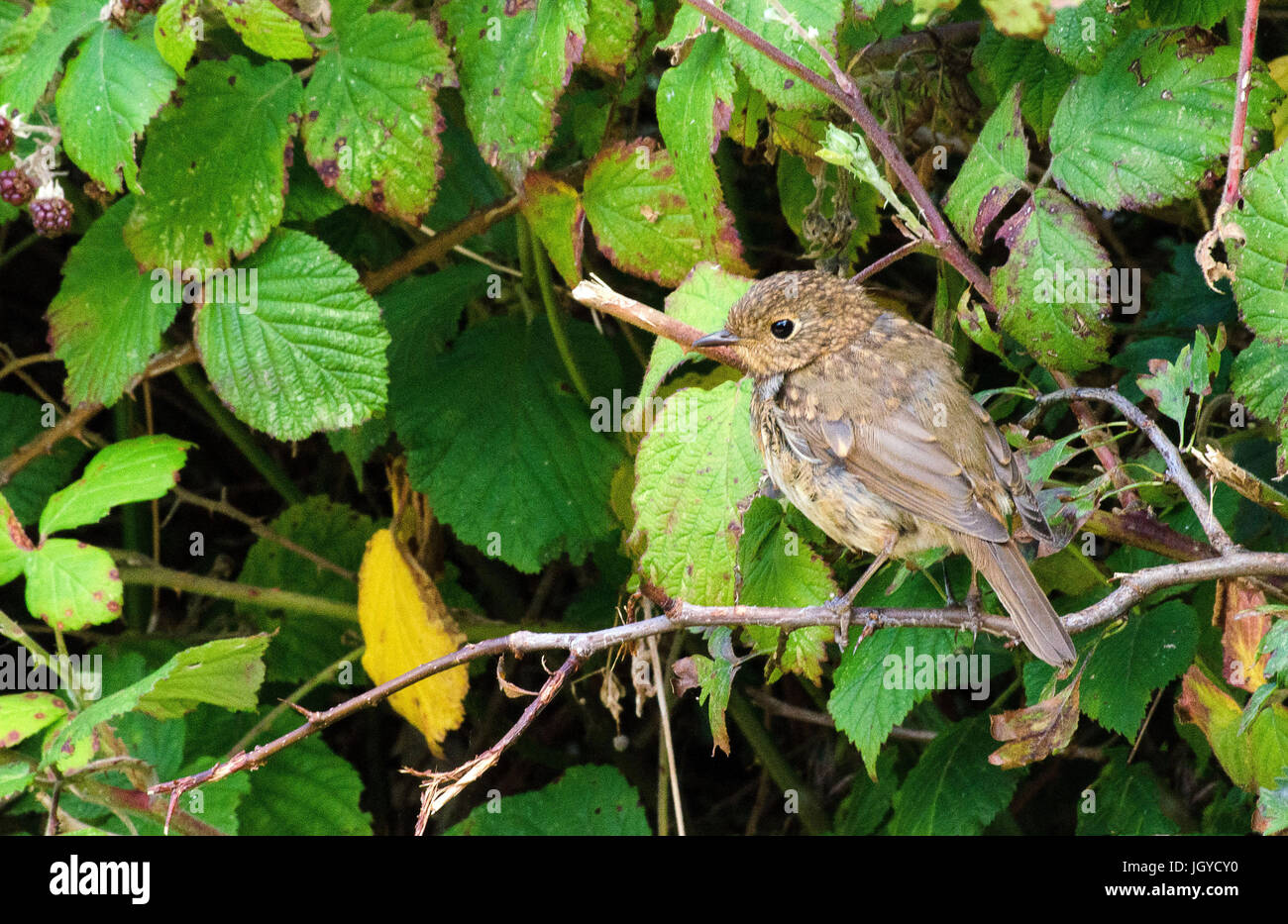 Robin Hood's Bay Stock Photo