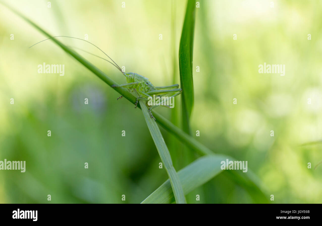 A green grasshopper on grass. Summer blur background. Stock Photo