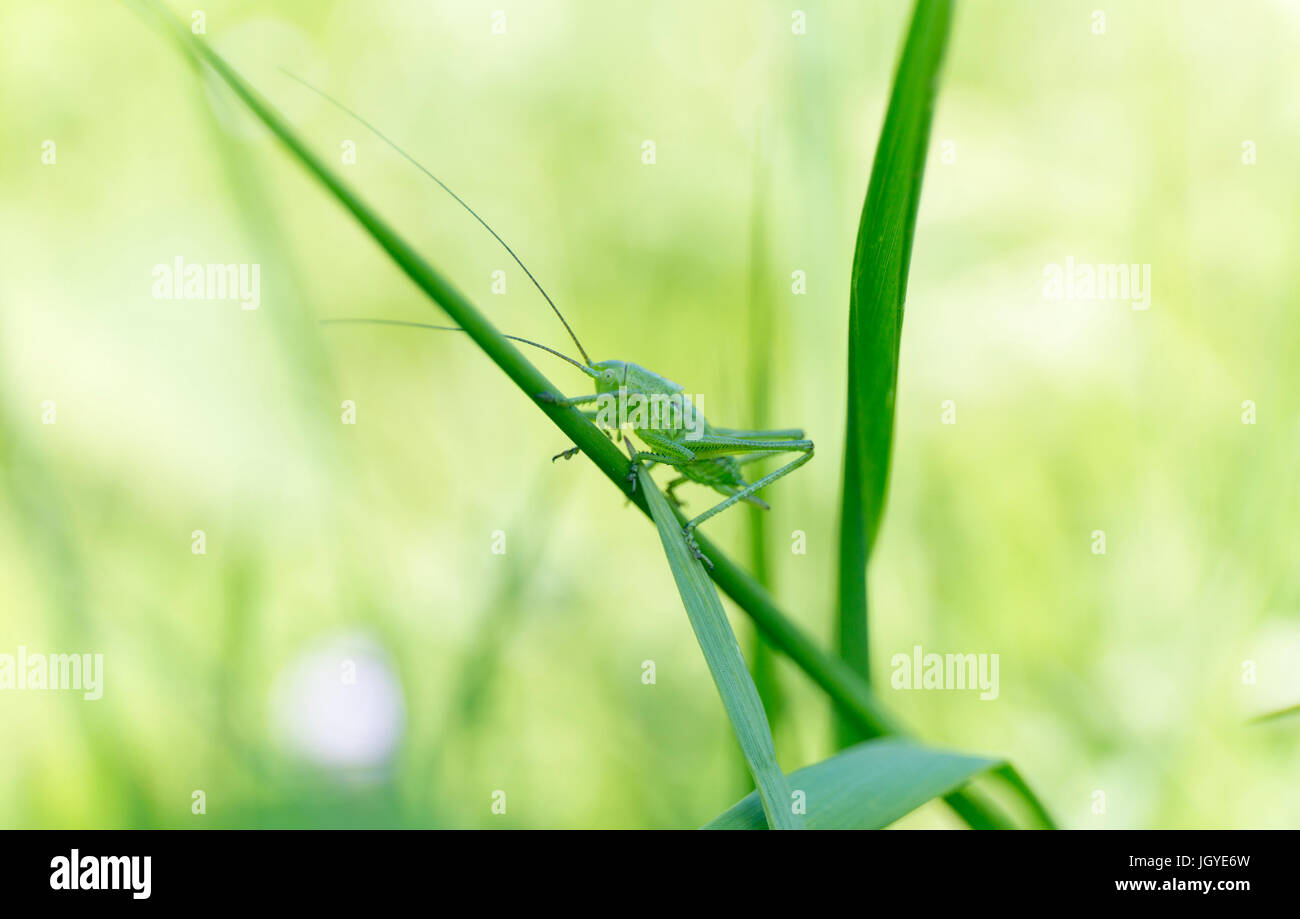 A green grasshopper on grass. Summer blur background. Stock Photo