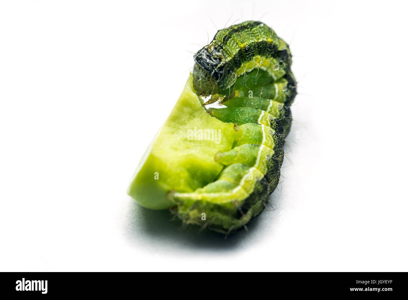 Green caterpillar probably (Autographa gamma)eating pea isolated on white background macro photography Stock Photo