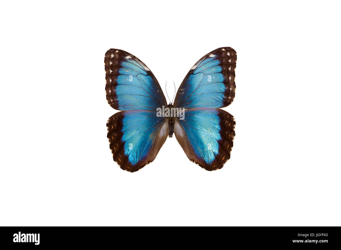 The Emperor (Morpho peleides), a beautiful iridescent butterfly from Costa Rica Stock Photo