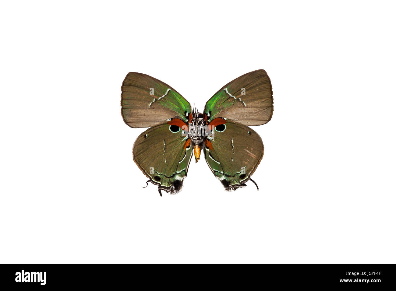 A tropical Lycaenid butterly caught from tropical rain forest of French Guiana Stock Photo