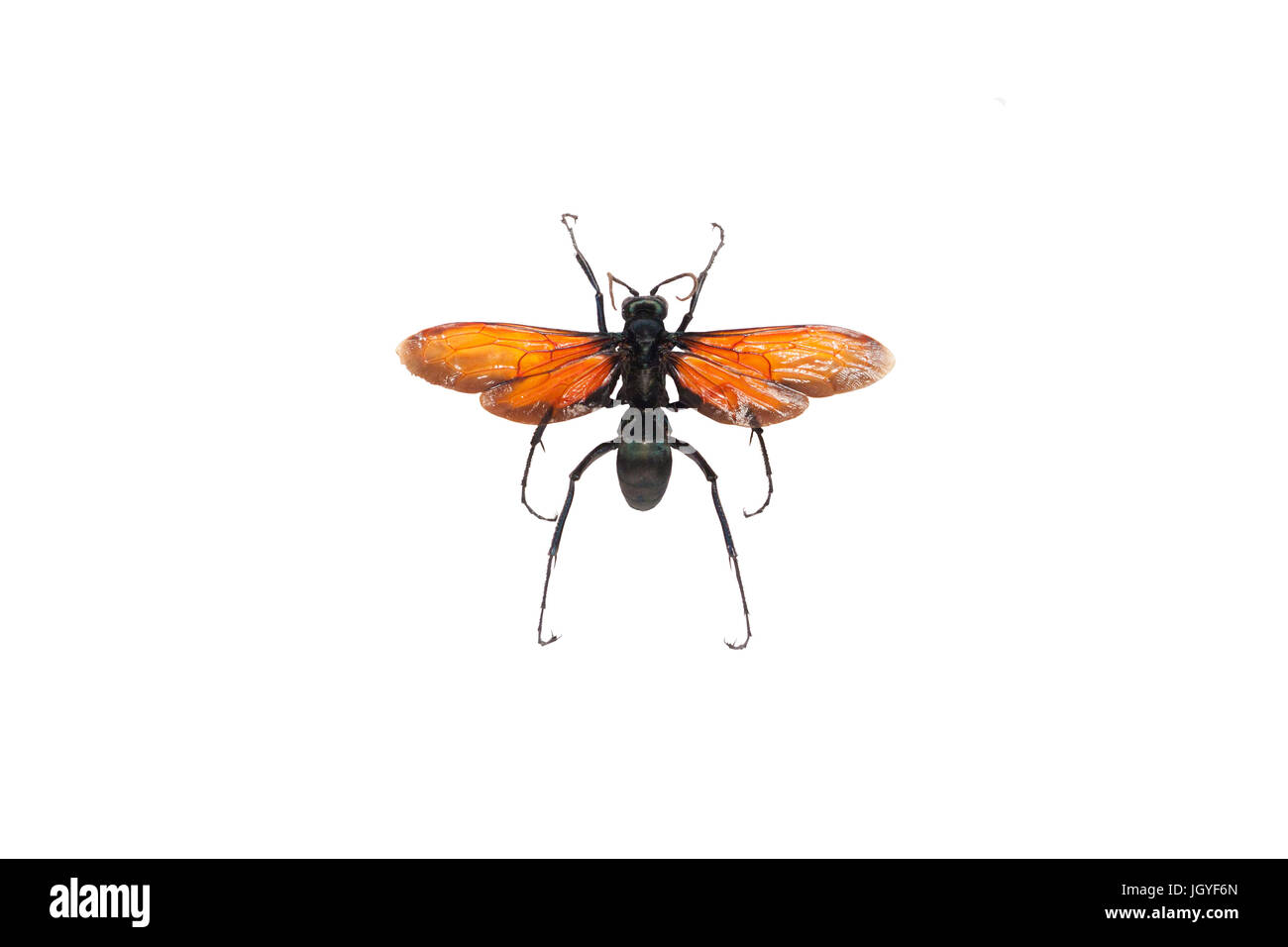 A tarantula hawk (Pepsis formosa) from French Guiana. Has one of the most painful stings in the world! Stock Photo