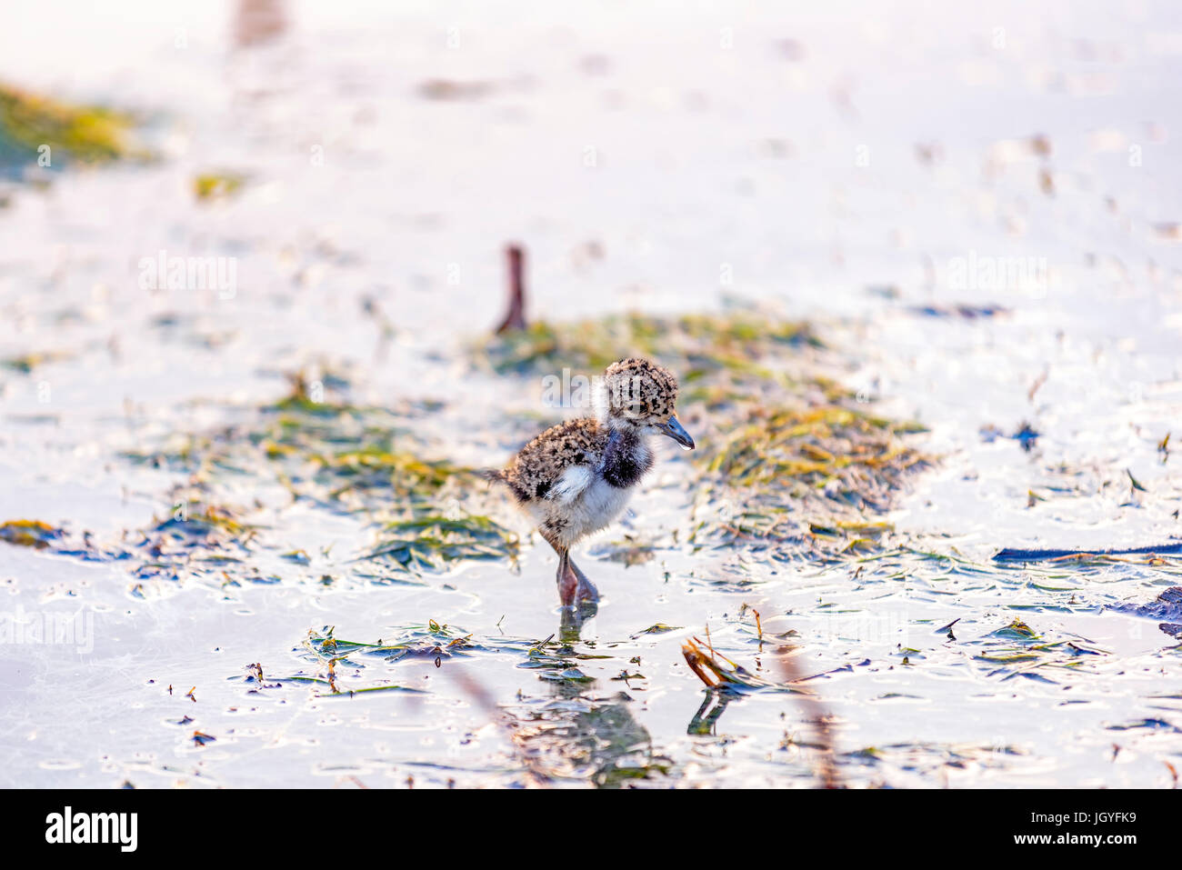 Young southern lapwing walking on the waters of a brazilian lagoon Stock Photo