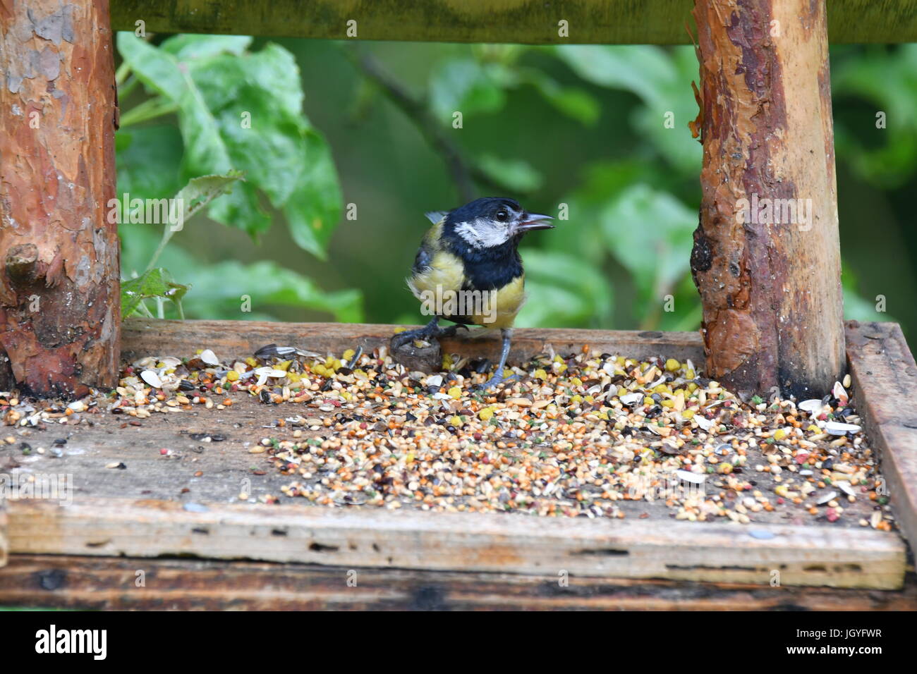 Fodder Rack Animals blue titmouse take a seeds in the fodder rack Stock Photo - Alamy