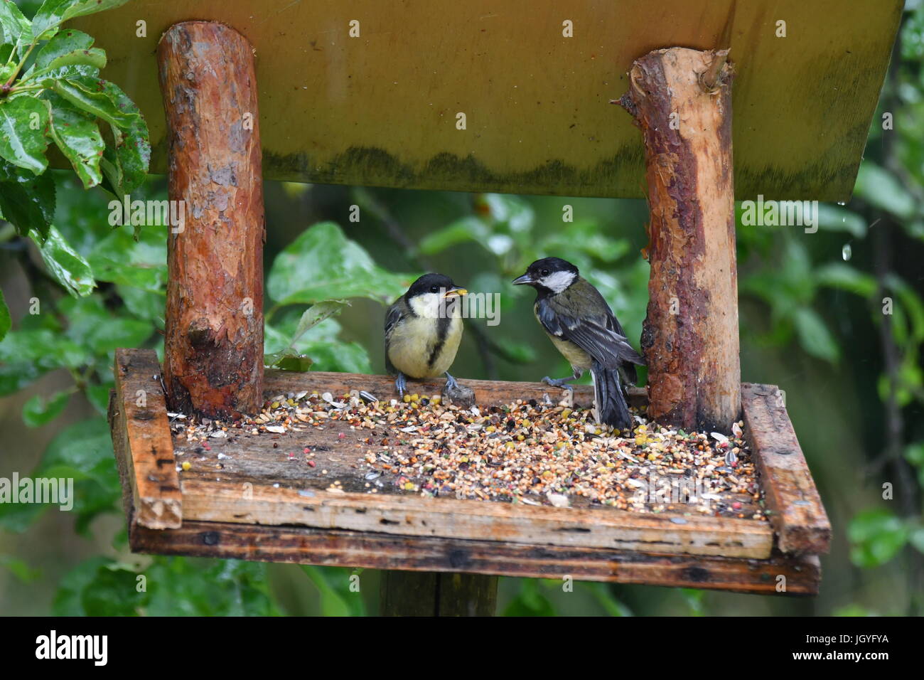 Fodder Rack Animals blue titmouse take a seeds in the fodder rack Stock Photo - Alamy
