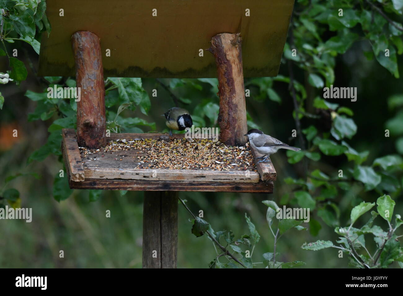 Fodder Rack Animals blue titmouse take a seeds in the fodder rack Stock Photo - Alamy