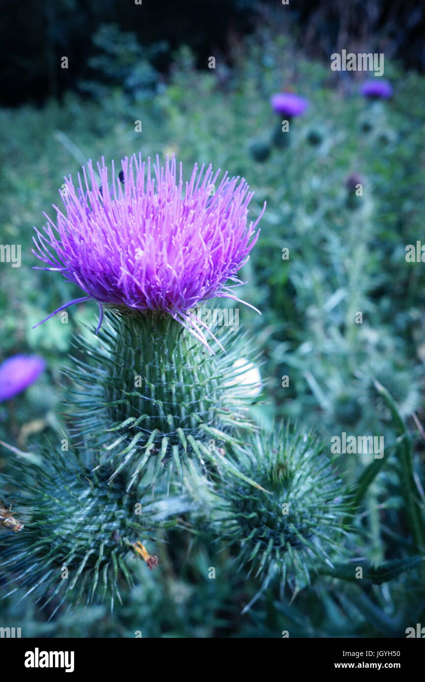 shipston on stour Stock Photo Alamy