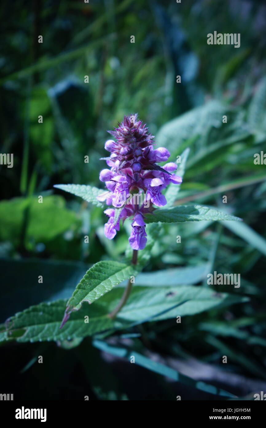 shipston on stour Stock Photo Alamy