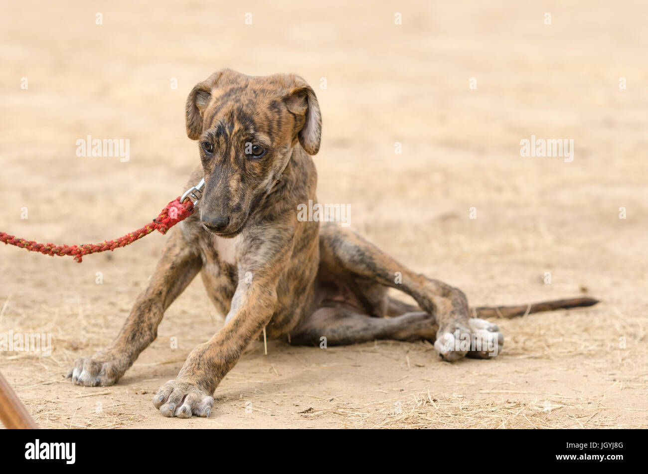 portrait of  puppy purebred greyhound Stock Photo
