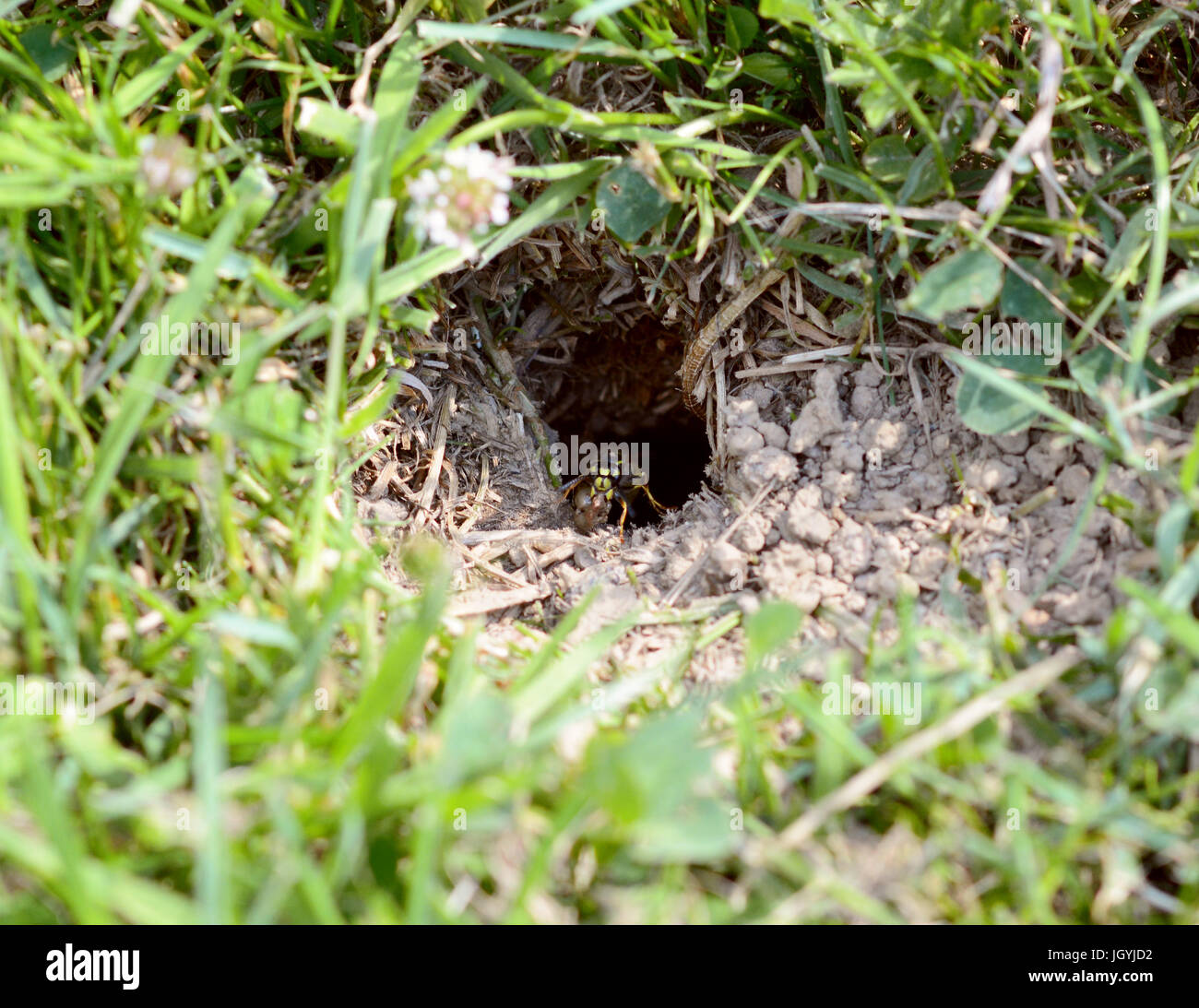 Entrance of a wasp nest with wasp hires stock photography and images
