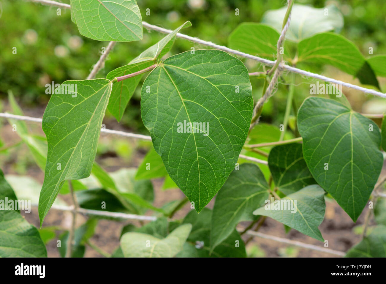 Bean vine hi-res stock photography and images - Alamy