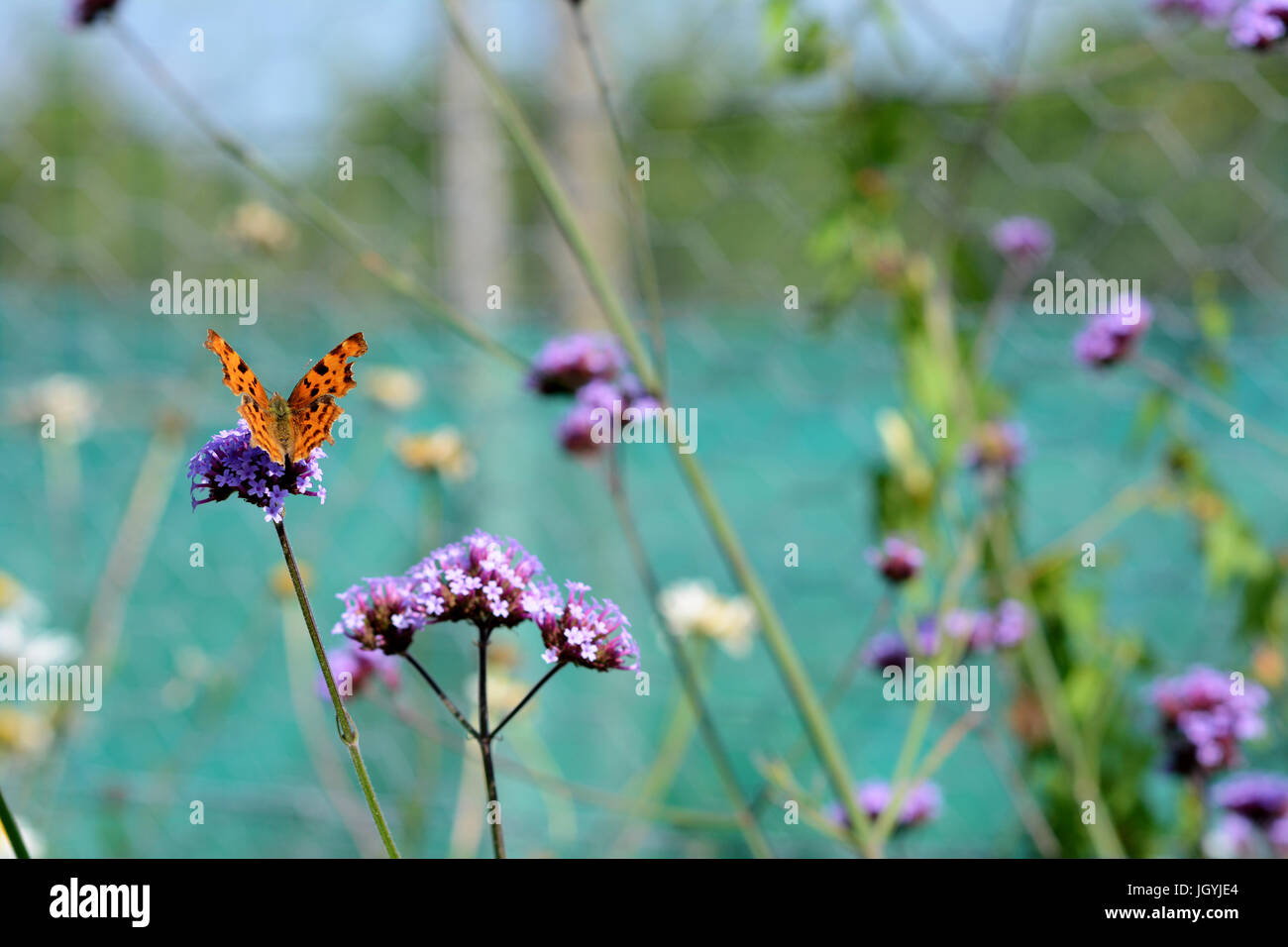 Comma butterfly with orange and brown wings sits on verbena flowers - selective focus and copy space Stock Photo