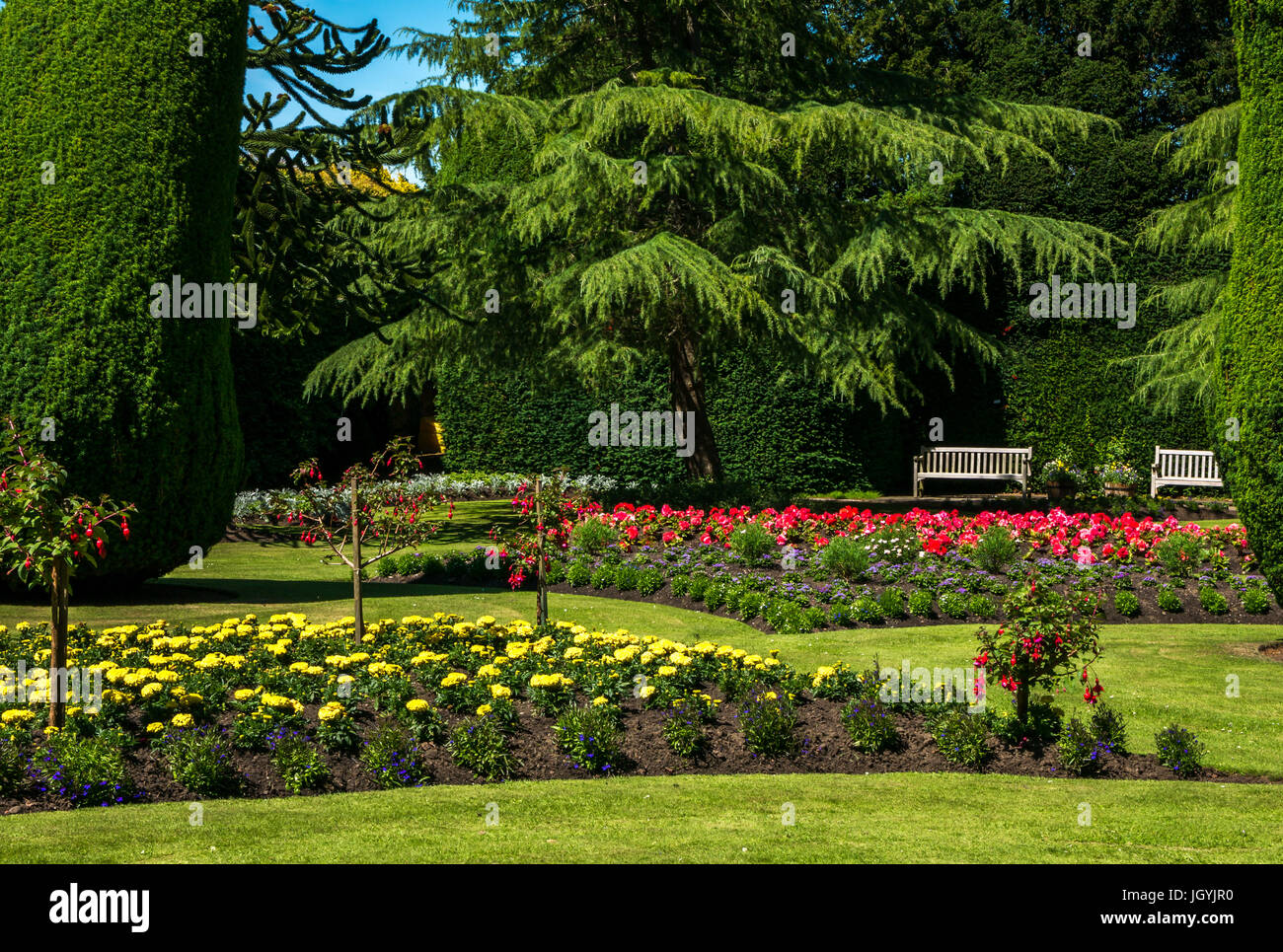 Formal planted flowerbeds and topiary yew trees at Dirleton Castle gardens, Dirleton, East Lothian, Scotland, UK Stock Photo