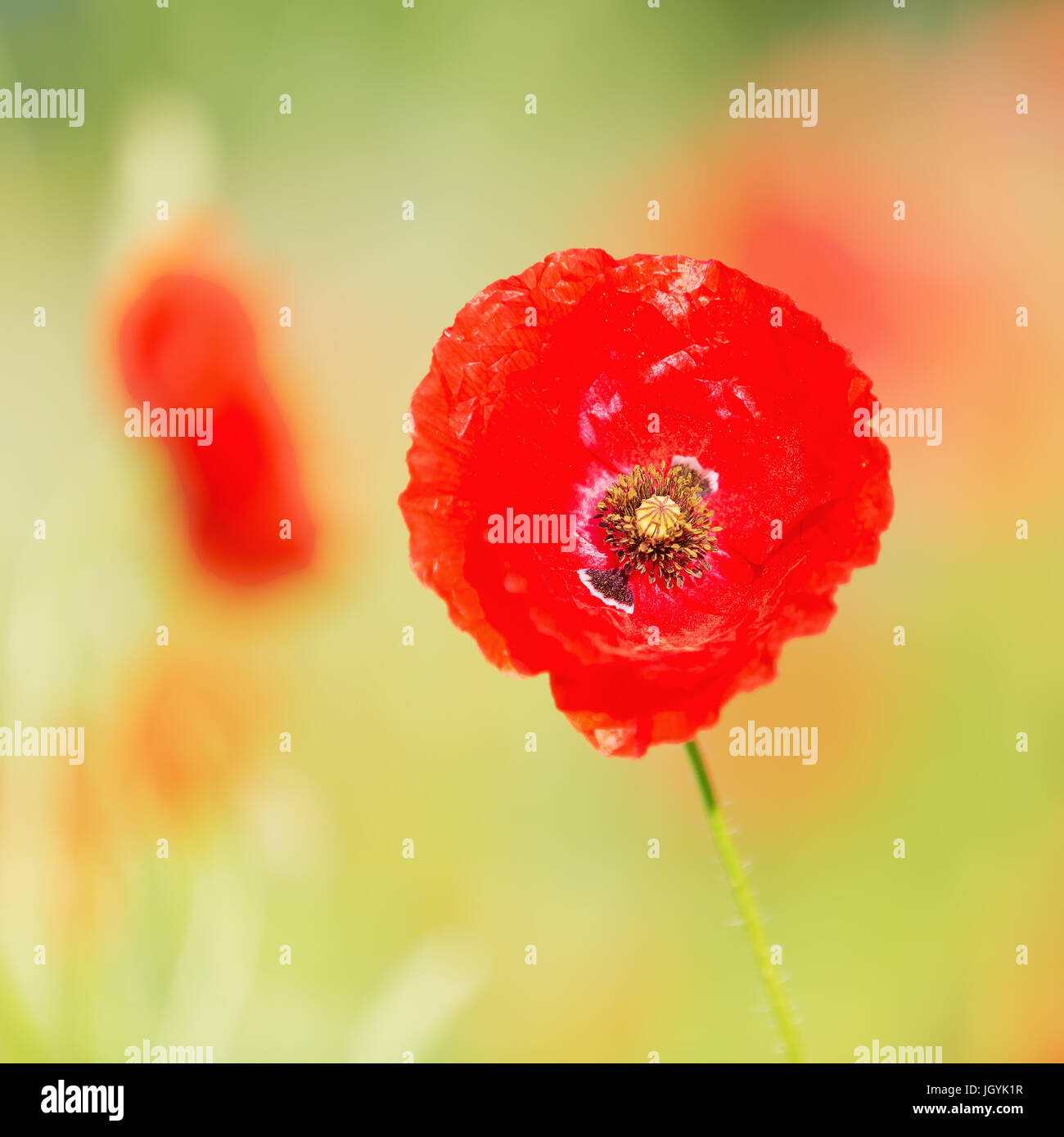picture of poppy flowers in a poppy field Stock Photo Alamy