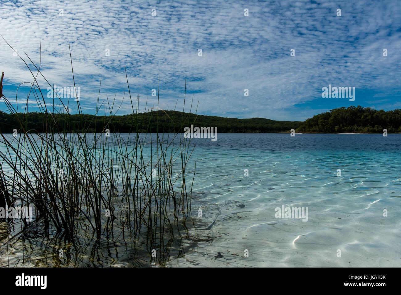 Reed grass with crystal clear water and blue sky of the crater lake, Lake McKenzie on Fraser Island, Queensland, Australia. Stock Photo