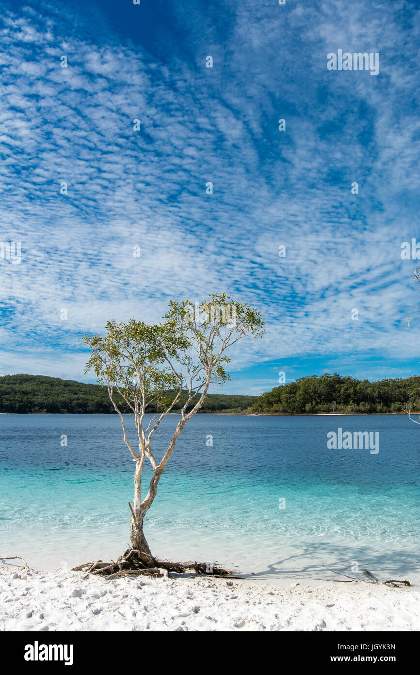 Tree And Grass With Crystal Clear Water And Blue Sky Of The Crater