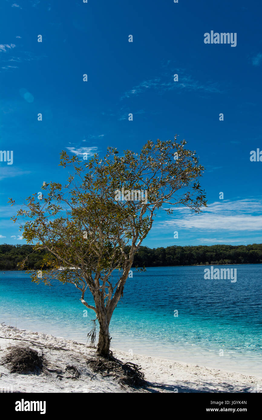 Tree and grass with crystal clear water and blue sky of the crater lake, Lake McKenzie on Fraser Island, Queensland, Australia. Stock Photo