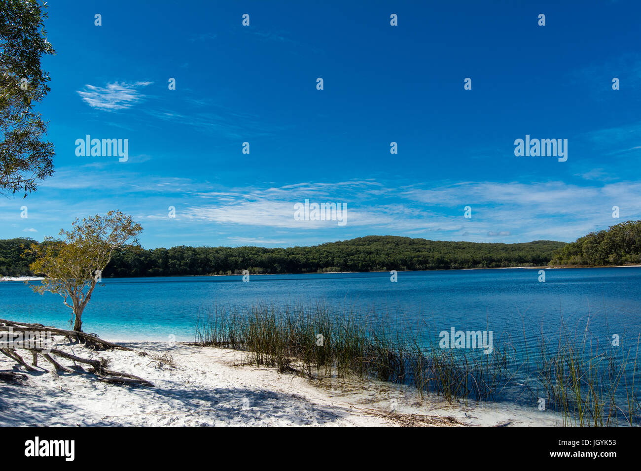 Tree and grass with crystal clear water and blue sky of the crater lake, Lake McKenzie on Fraser Island, Queensland, Australia. Stock Photo